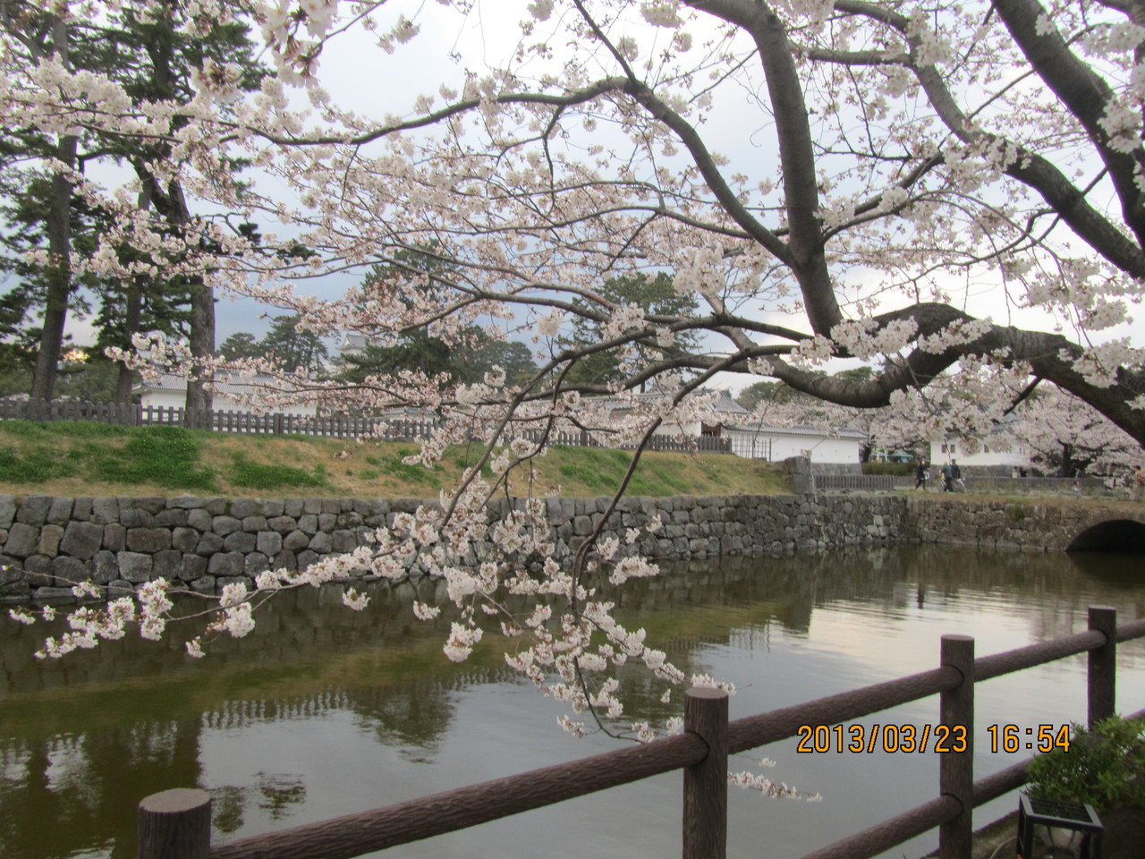 桜の花びらの淡い色彩と、潔く散っていく様（さま）は、まるで戦国武将のはかない命を投影しているようです。