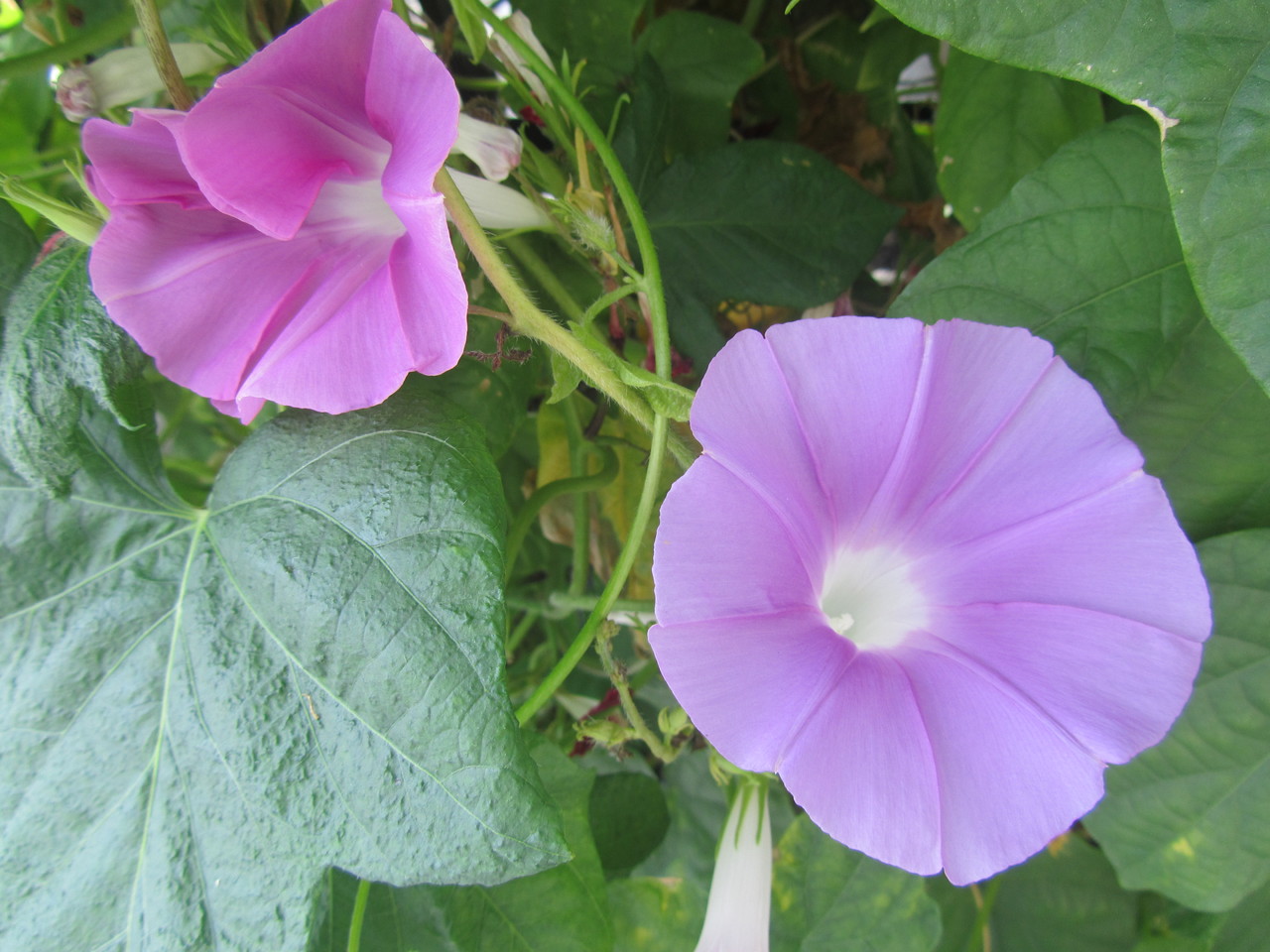 咲いた花々は自分の娘のようです。