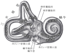 Labyrinth in the inner ear
