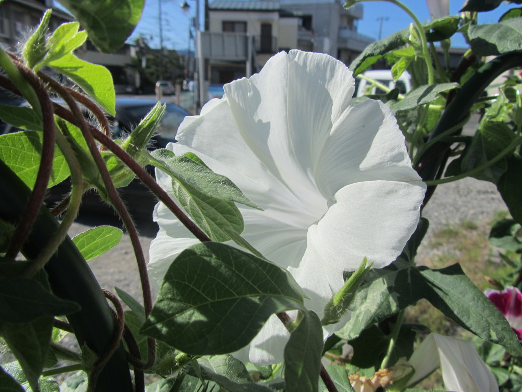 今年は6月に台風の直撃を受けて、成長過程のアサガオがしおれてしまいましたが、その後見事に立ち直り、きれいな花を咲かせてくれました。