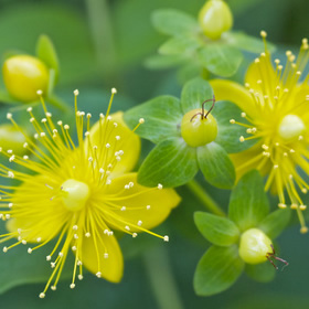 Saint John’s Wort flowers