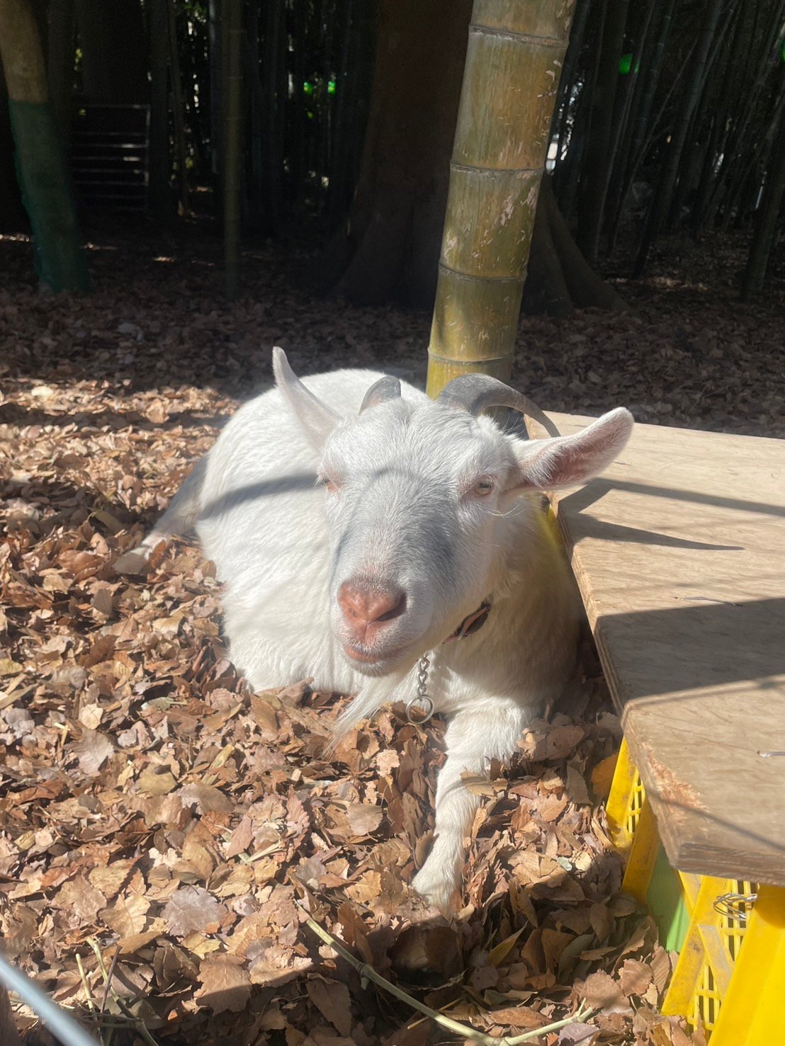 出雲大社相模分詞