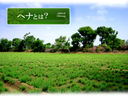 ラジャスタン州ソージャット地方のヘナ畑 ( 新芽 )