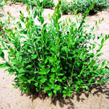 若いヘナの木~これから大きくなります