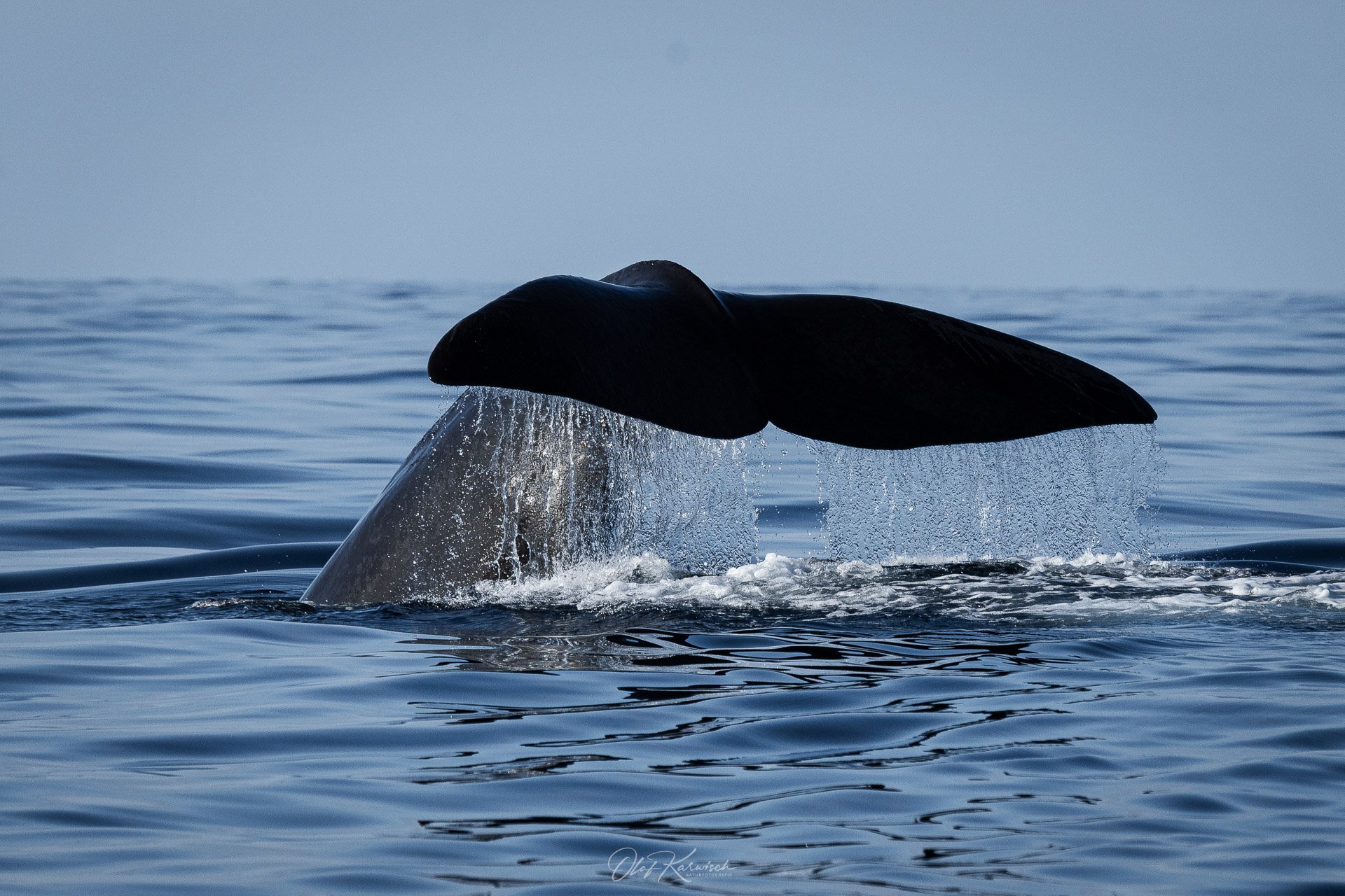 Part 8 - Norwegen, Insel Andøya, Senja und der Weg nach Tromsø