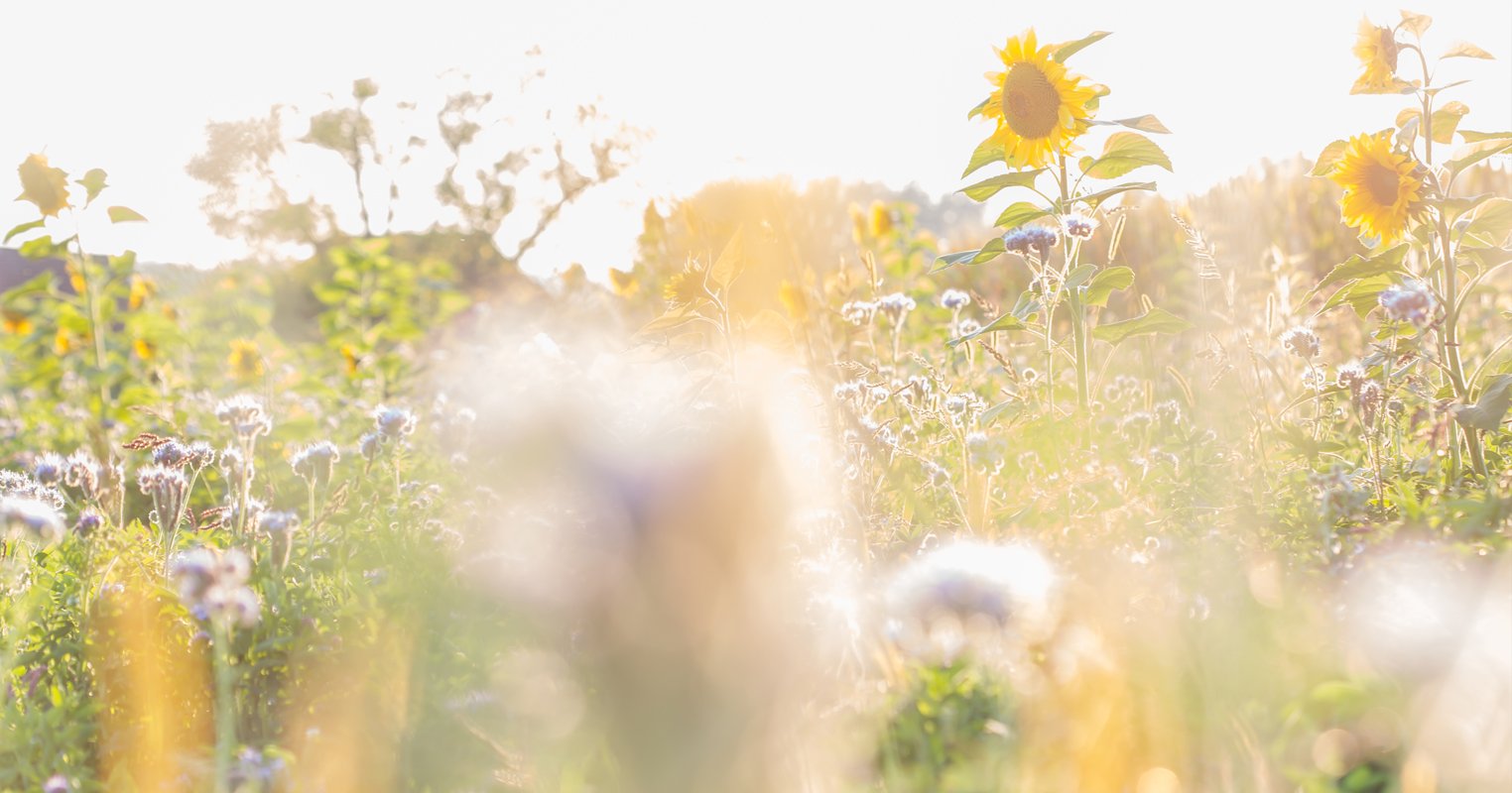 Maja's Schöpfungsgeschichte