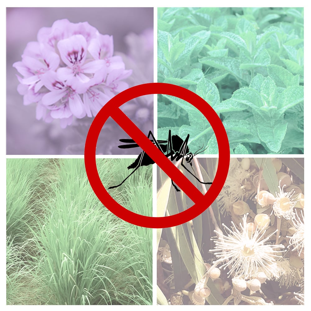 虫よけスプレーの作り方