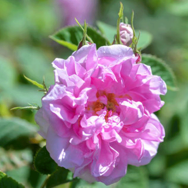 ローズの力で女性の悩みを解決！ 月経痛やPMSを和らげるアロマテラピーの効果