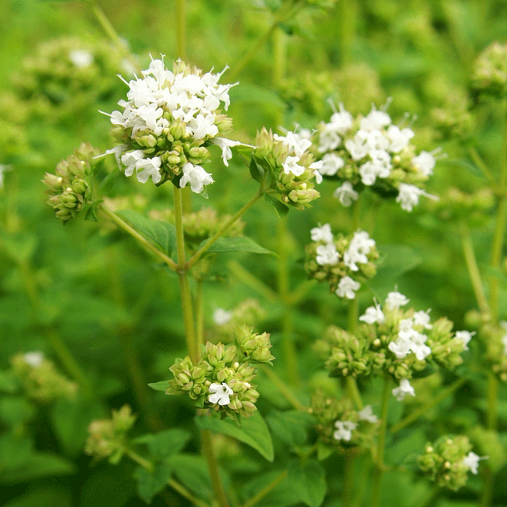 繊細なマジョラム