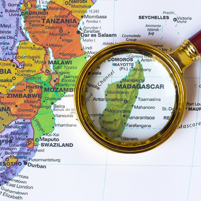 突然変異したCinnamomum camphoraラヴィンサラ