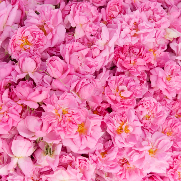 寒くなると固まるローズ