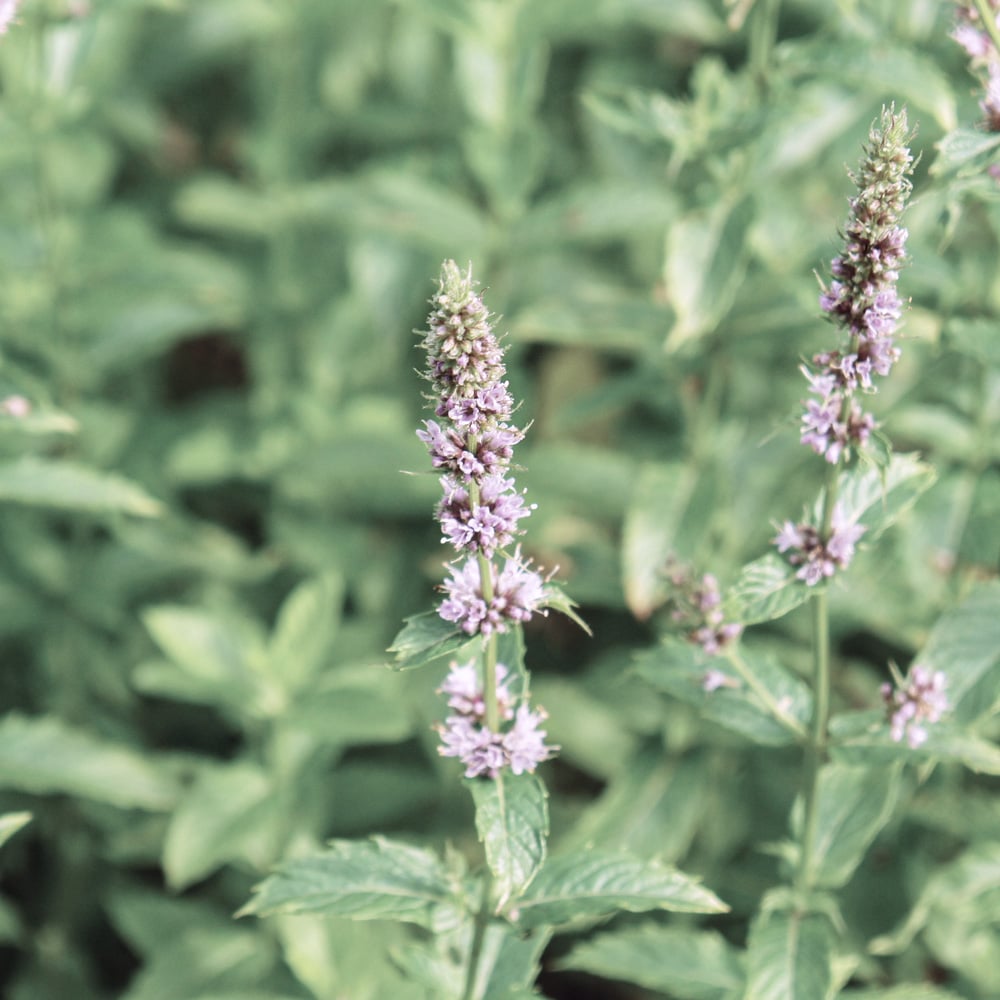 酷暑にはペパーミント