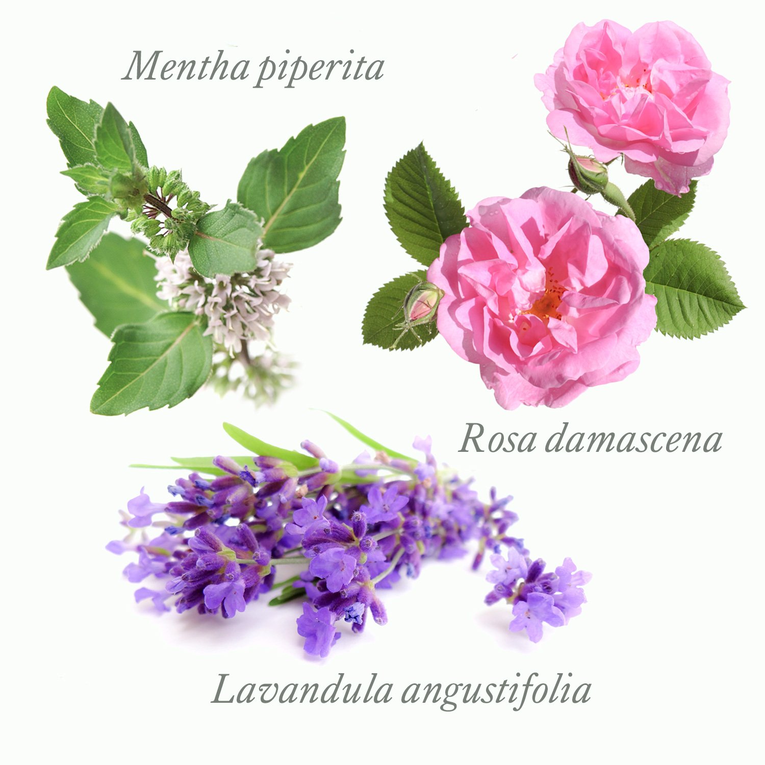 医療機関でも注目されているアロマテラピーの効果