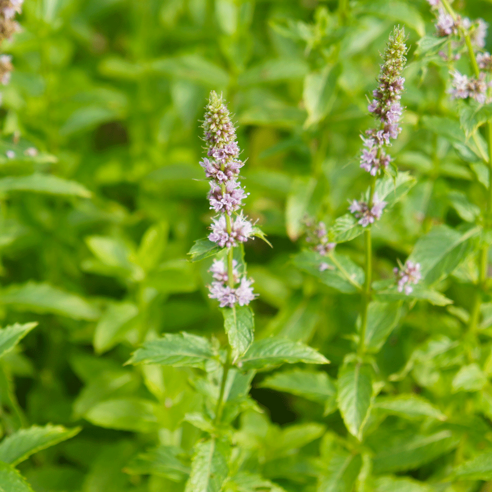 夏の不調には爽やかなペパーミント