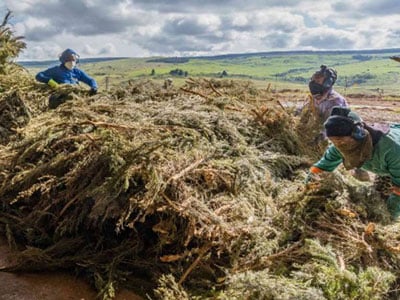 南アフリカのテロワールが育むティーツリーの品質