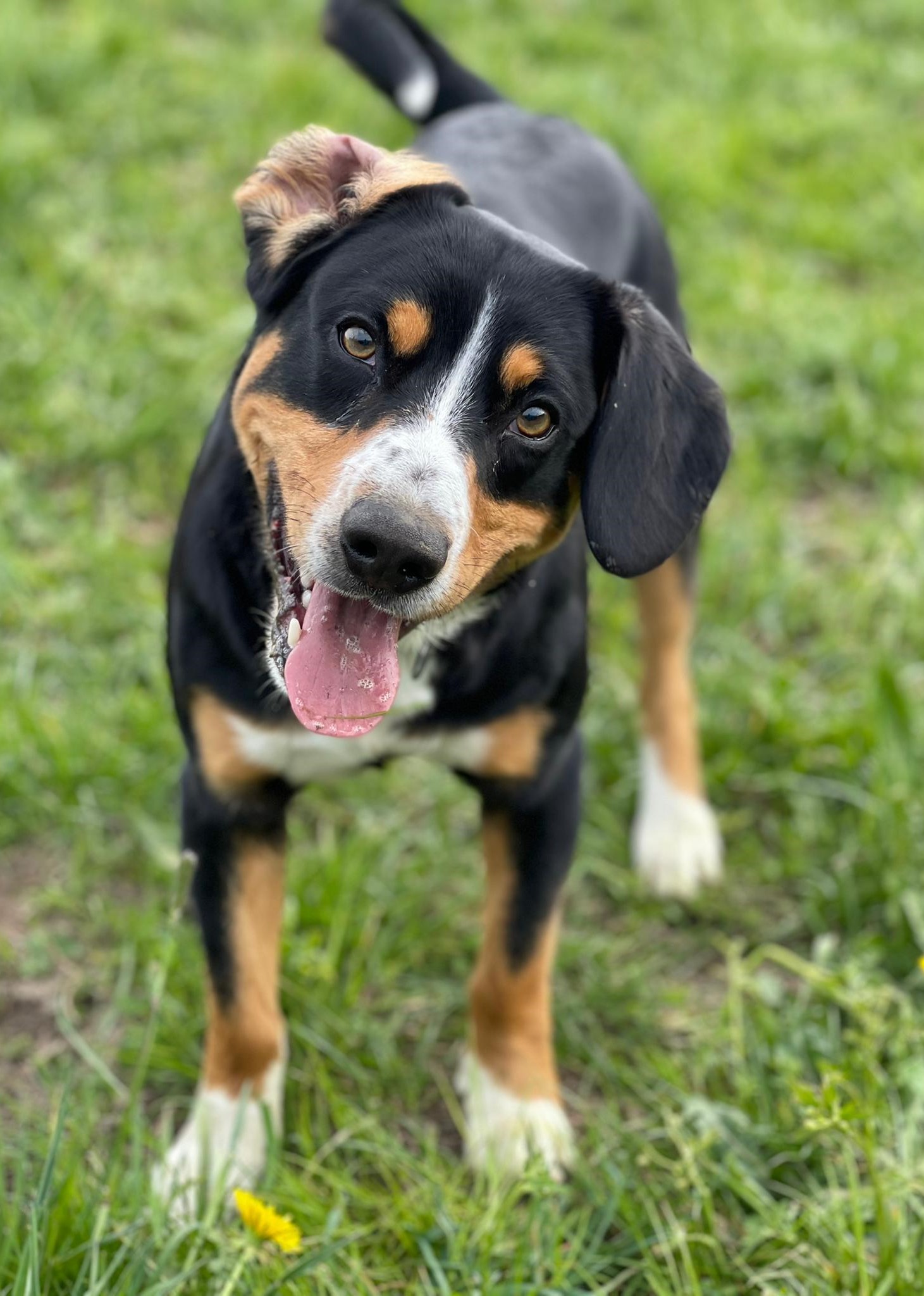 ...u Otschi, üses vierti Familie-Mitglied