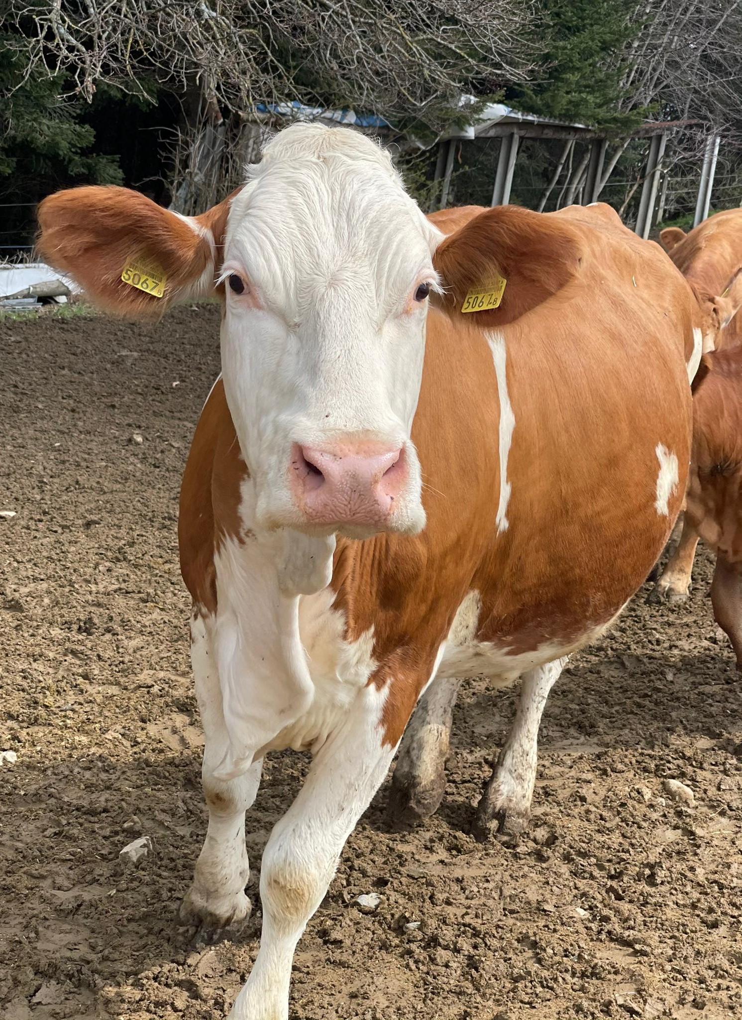 Finis - Niclis Lieblingschue