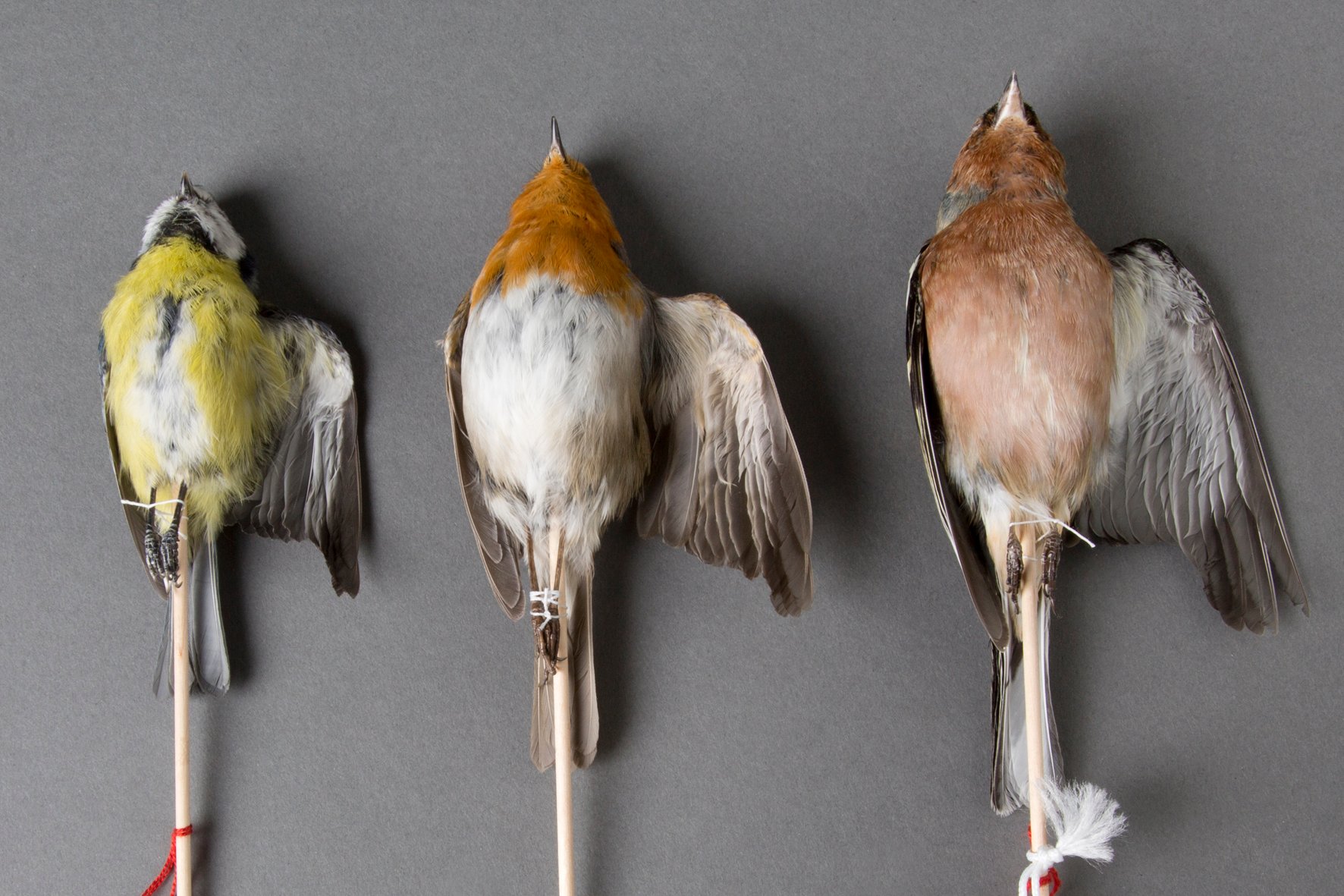 Foto: Lisa Schäublin, NMBE