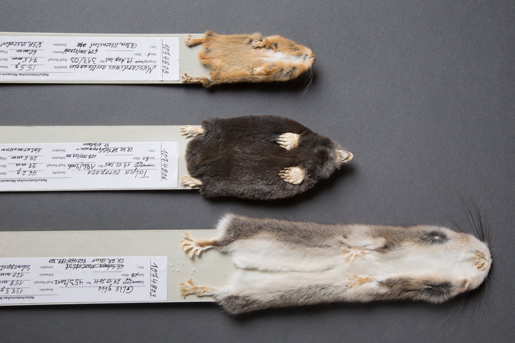 Foto: Lisa Schäublin, NMBE