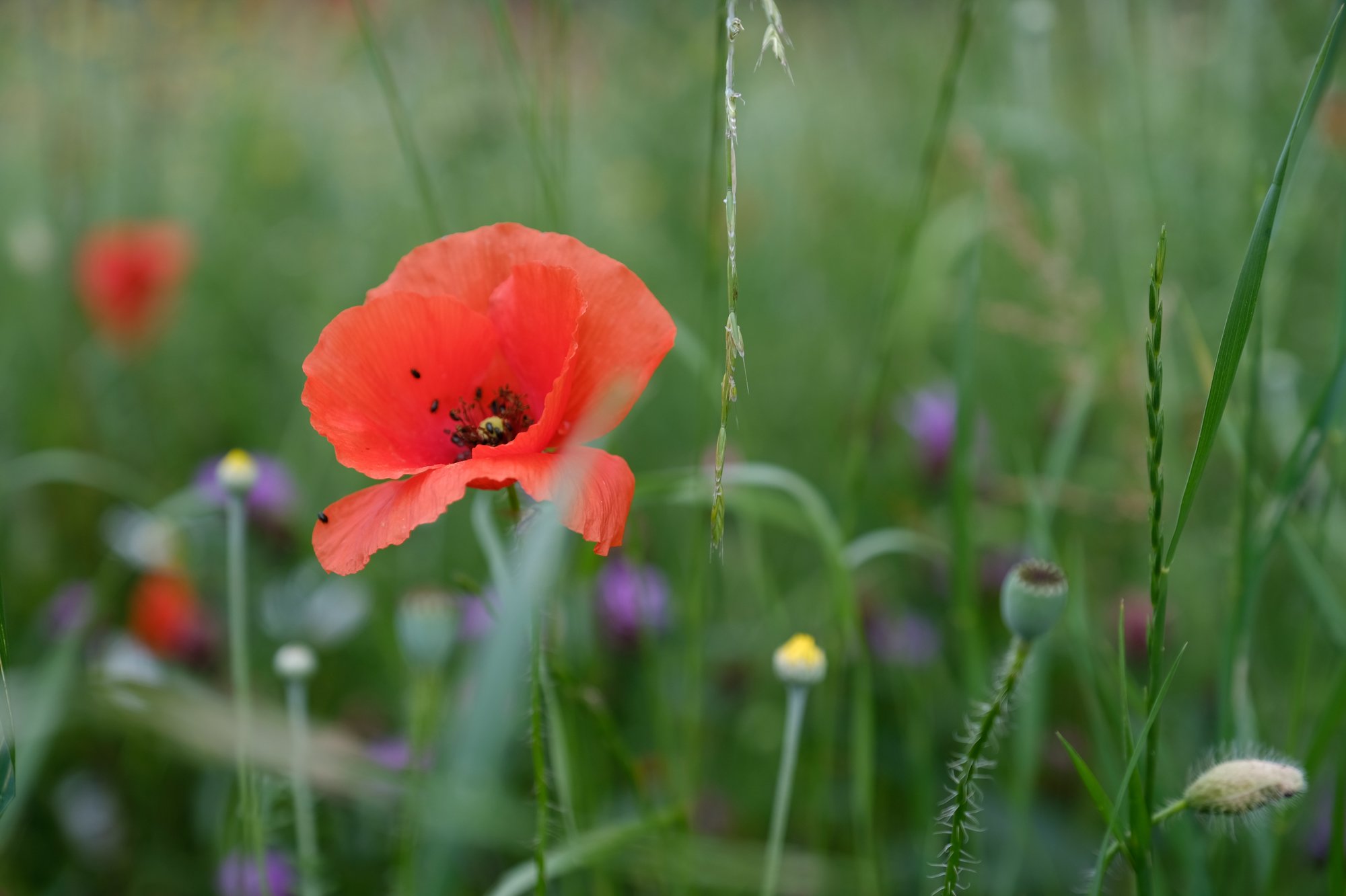 Pforten zum inneren Frieden