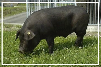 新しく開発された高品質肉豚「フジキンカ」