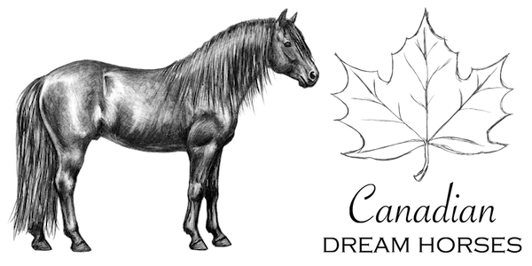 CANADIAN DREAM HORSES
