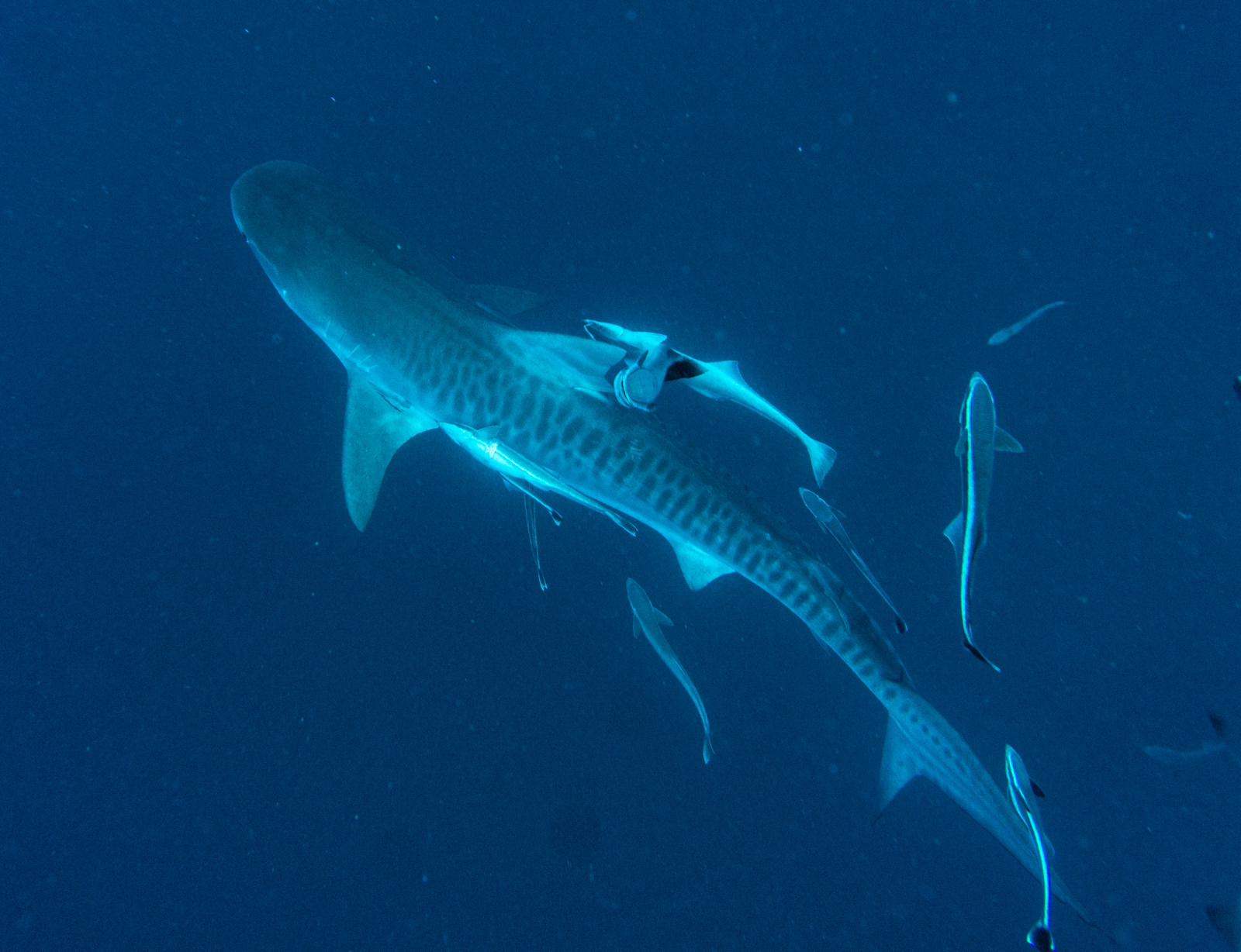 Tigerhaie in Saudi Arabien