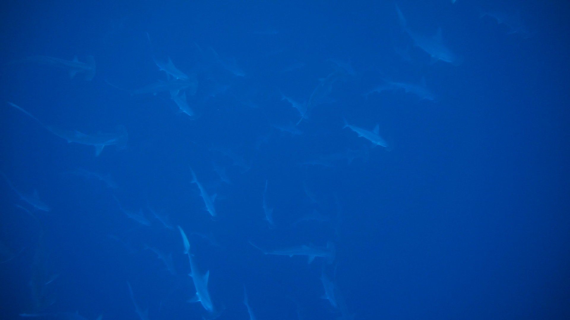 Hammerhaie in Saudi Arabien: Ein Taucherlebnis der Extraklasse