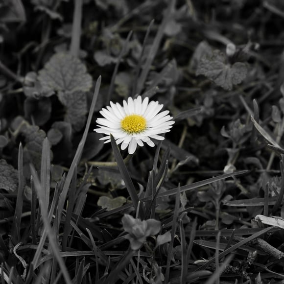fleur au milieu de plantes mortes 