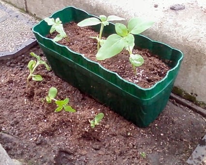 プランターに移し日当たりの良い場所に