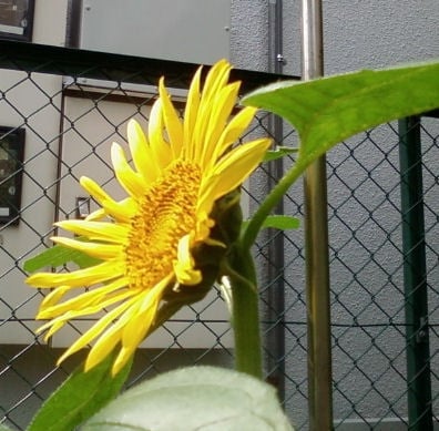 無事開花しました