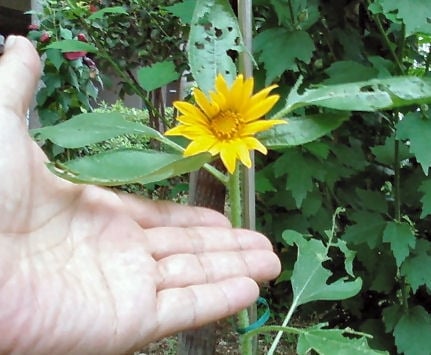 無事開花しました