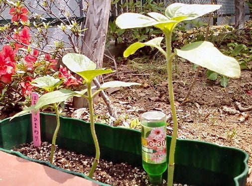 さらに、プランターに移し日当たりの良い場所に