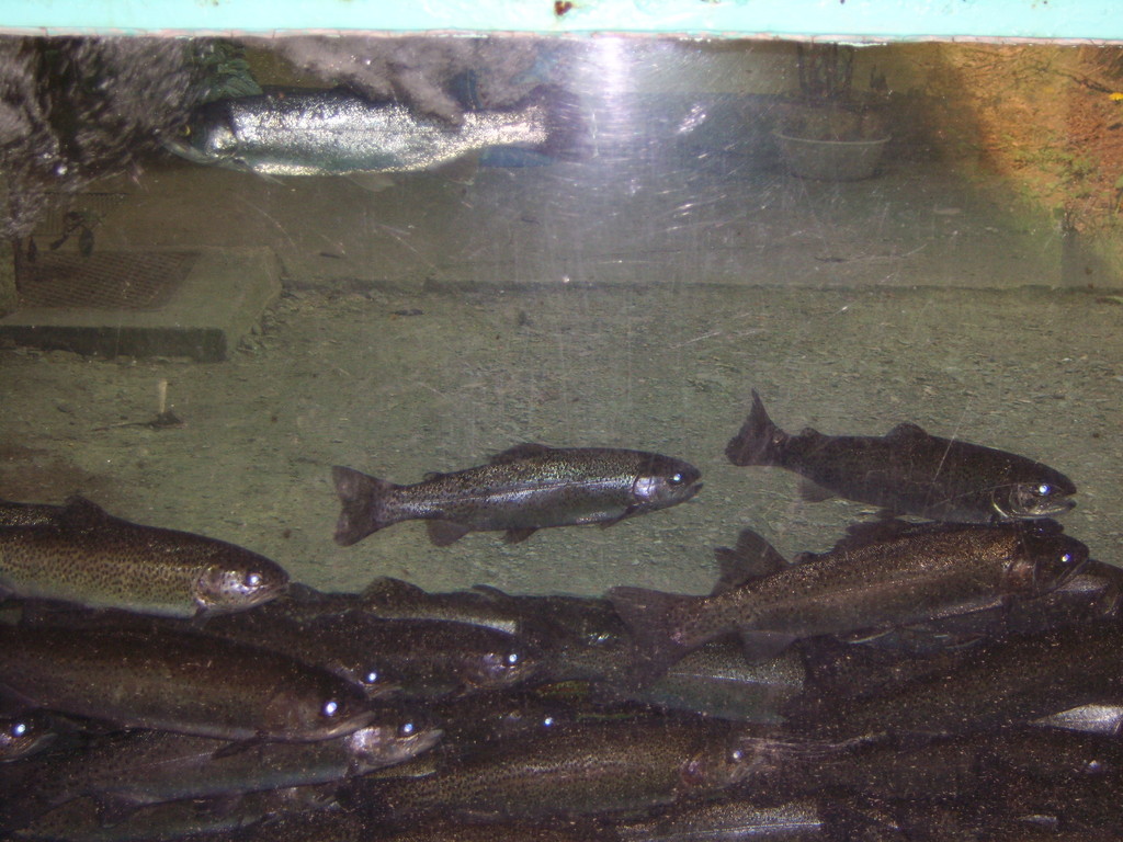 Gegenüber vom Haupteingang gibt es lebend frische Forellen zu bewundern