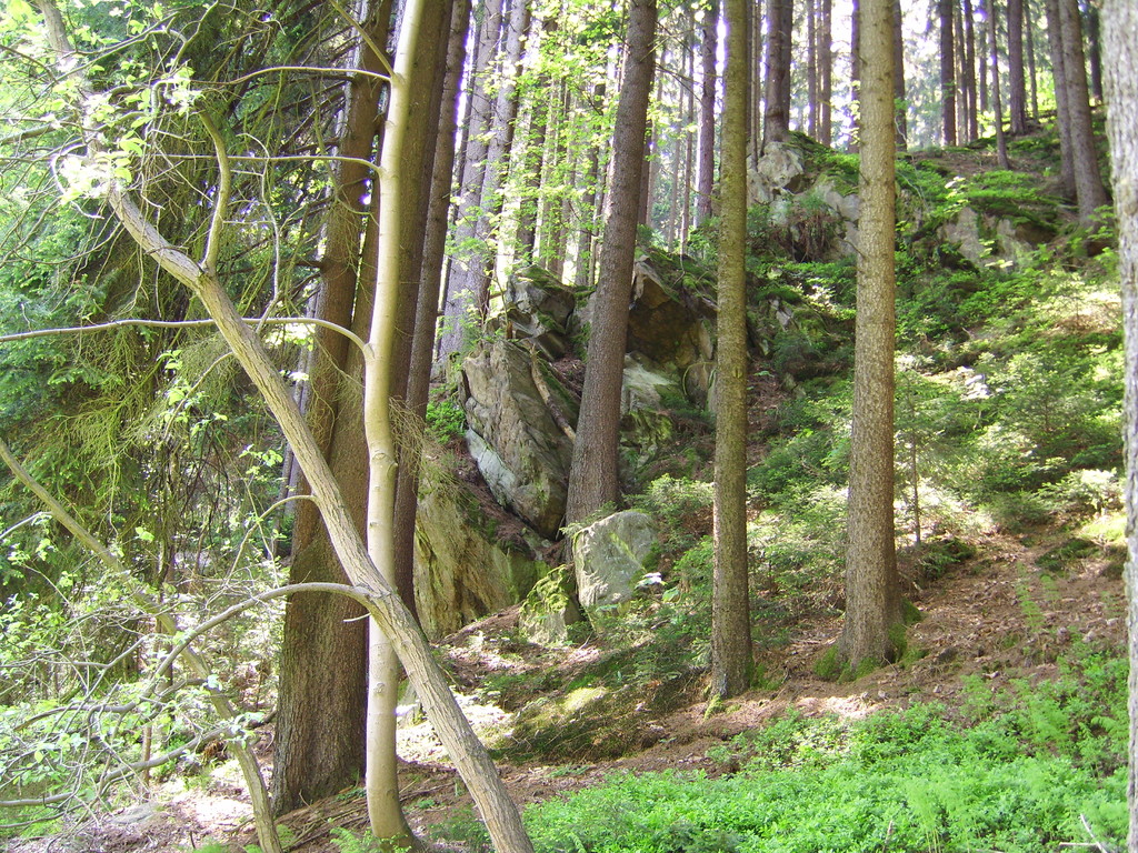 Ein Blick vom See in den angrenzenden Wald