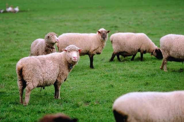 Schafe zum streicheln!