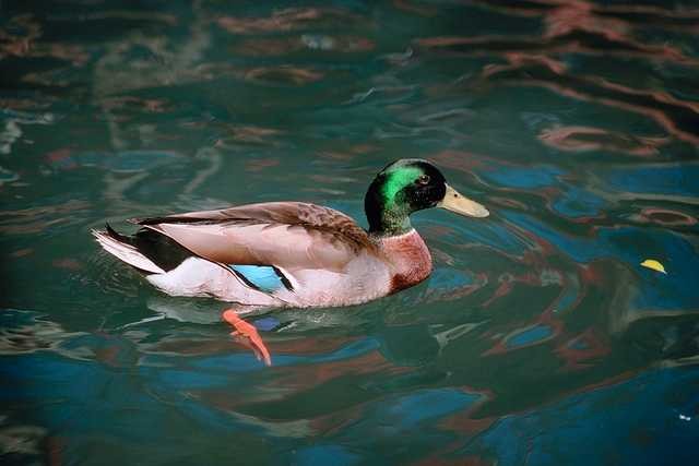 Unter guten und ruhigen Bedingungen bekommt man Sie zu sehen