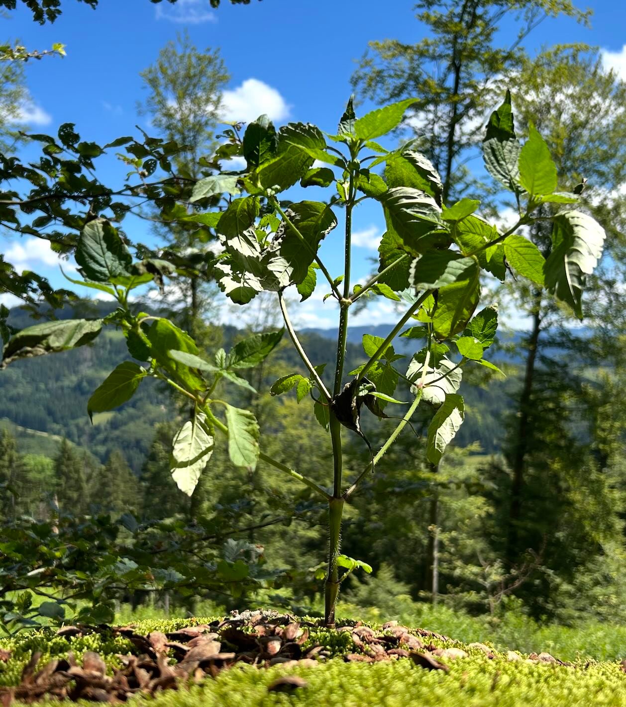 Regionaltreffen Gemeinwohl-Ökonomie im Klimagarten Lörrach, 28.5., 19:15 Uhr