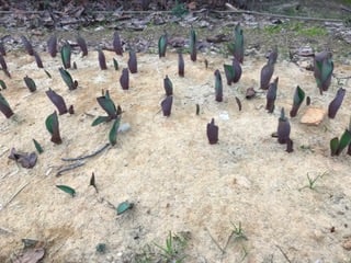 やすらぎ堤にて