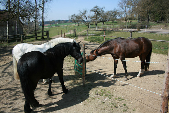 Unsere 3 hauseigenen Models zusammen an der 1,0m breiten Netztasche.