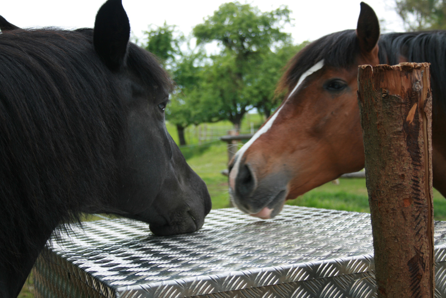 Hey Kumpel, gemeinsam fressen ist schon klasse oder...