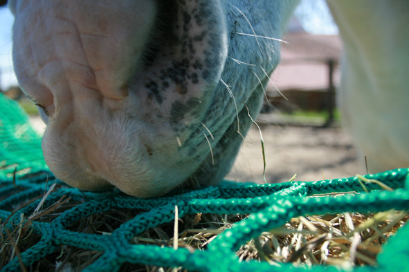 Die Pferde sollten idealerweise nicht am Netz zupfen, sondern das Heu durch die Öffnungen rausziehen. 