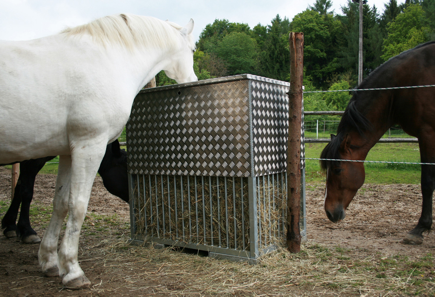 Beliebter Treffpunkt bei Pferden.