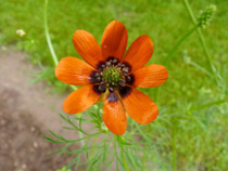 Sommeradonisröschen