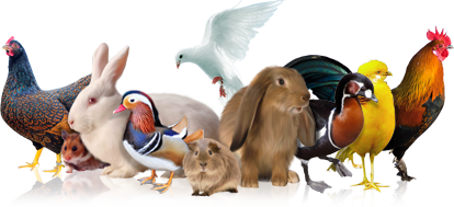 De website van frieslandshow!