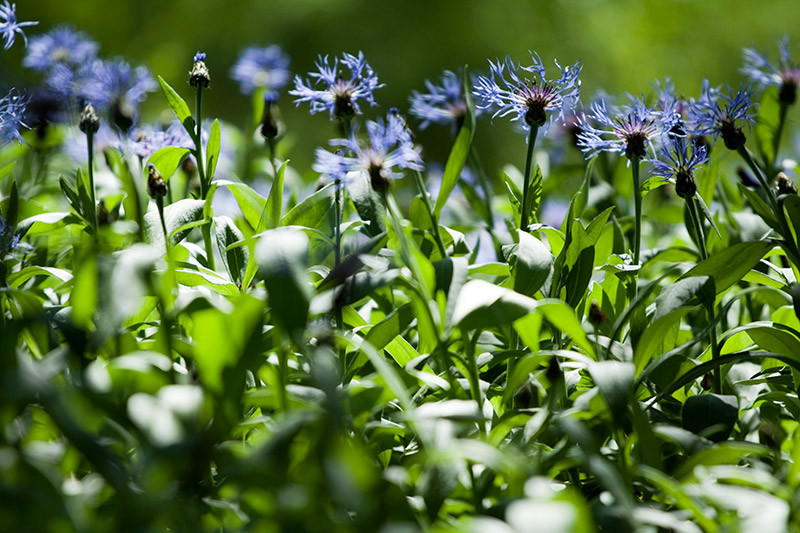 Fot. Magda Chudzik www.resfoto.pl