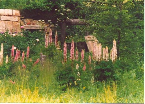 Piwnica tzw. sklep, stara studnia i łubiny.