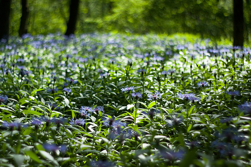 Fot. Magda Chudzik www.resfoto.pl