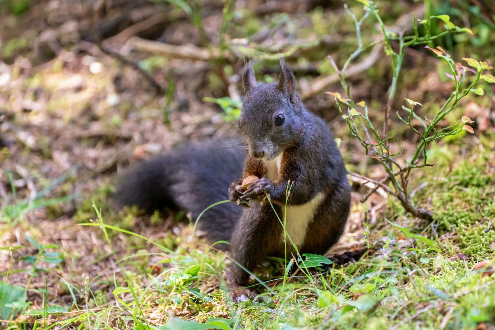 Begegnungen mit Eichhörnchen
