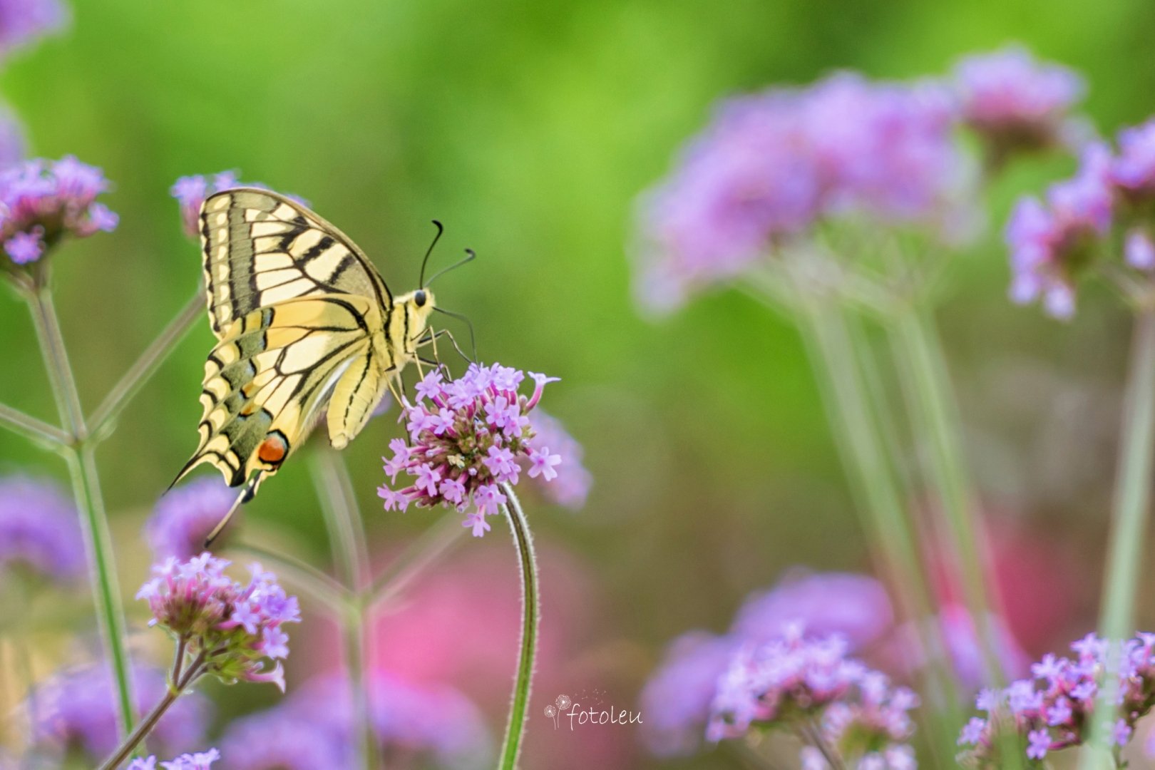 Magie am Wegesrand – Wenn man stehen bleibt und hinsieht